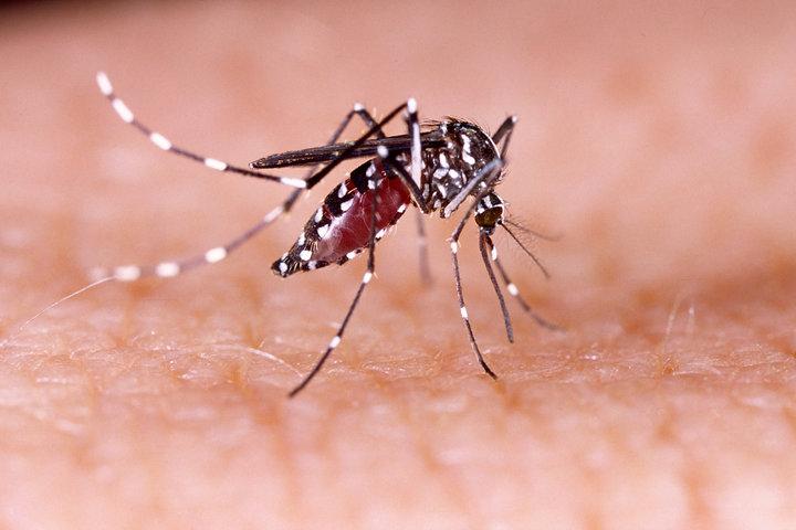 Inician fumigación, rastreo epidemiológico y testeos tras confirmarse casos positivos de dengue en Rapa Nui