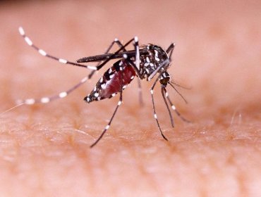 Inician fumigación, rastreo epidemiológico y testeos tras confirmarse casos positivos de dengue en Rapa Nui