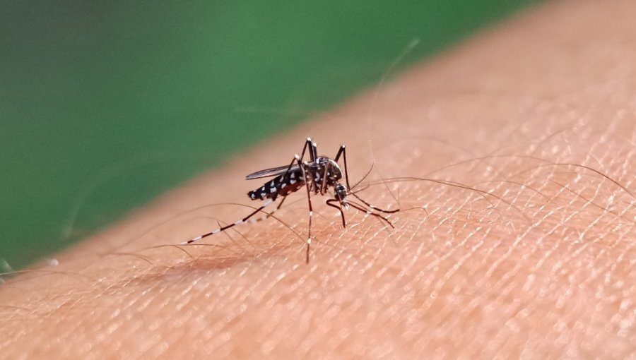 Presidente del Colegio Médico de Valparaíso advierte que "es cosa de tiempo" para que existan contagios de dengue en la región