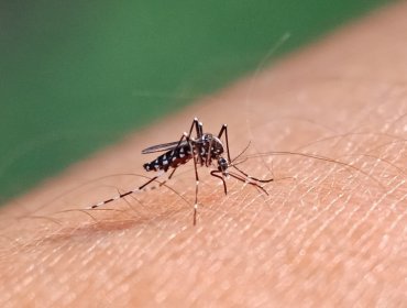 Presidente del Colegio Médico de Valparaíso advierte que "es cosa de tiempo" para que existan contagios de dengue en la región