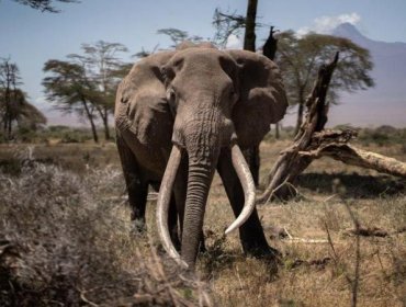 Botsuana amenaza con enviar 20 mil elefantes a Alemania como protesta ante regulación para introducir trofeos de caza