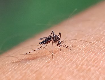 Experto afirma que es poco probable que los contagios de dengue se extiendan por fuera de la región del Maule