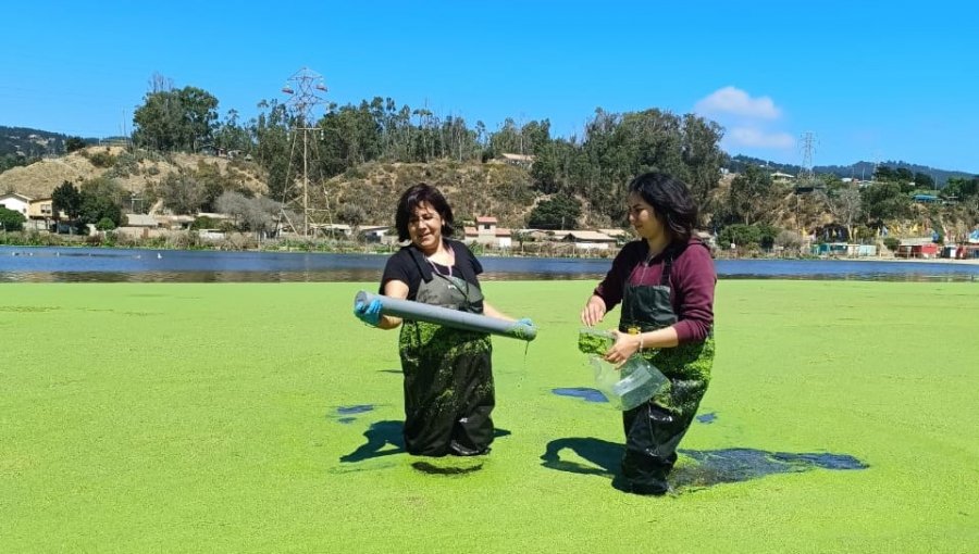 Detectan alta presencia de coliformes fecales en turístico estero El Sauce de Laguna Verde