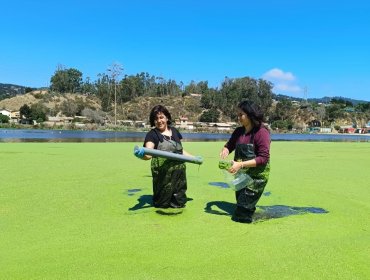 Detectan alta presencia de coliformes fecales en turístico estero El Sauce de Laguna Verde