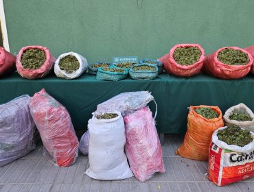 Hallan canchas de cultivo de marihuana en quebrada de La Ligua: mantenían 2.821 plantas y más de 87 kilos de la droga