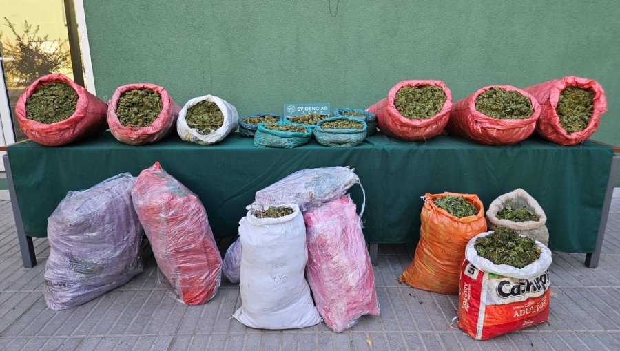 Hallan canchas de cultivo de marihuana en quebrada de La Ligua: mantenían 2.821 plantas y más de 87 kilos de la droga