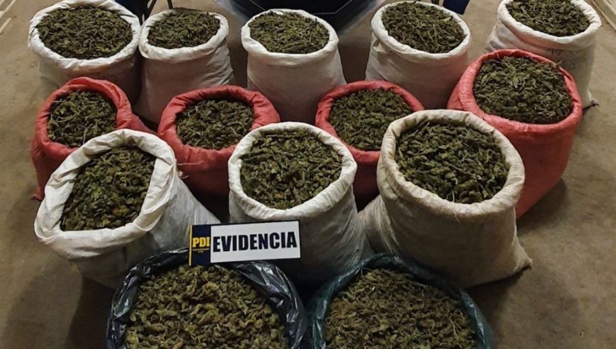 En Petorca y Los Vilos incautan más de 224 kilos de cannabis sativa que serían distribuidas en Valparaíso y Santiago
