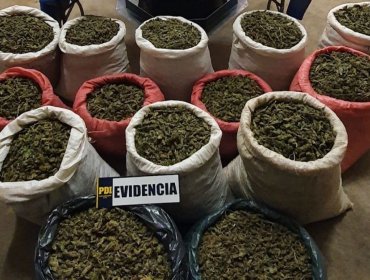 En Petorca y Los Vilos incautan más de 224 kilos de cannabis sativa que serían distribuidas en Valparaíso y Santiago