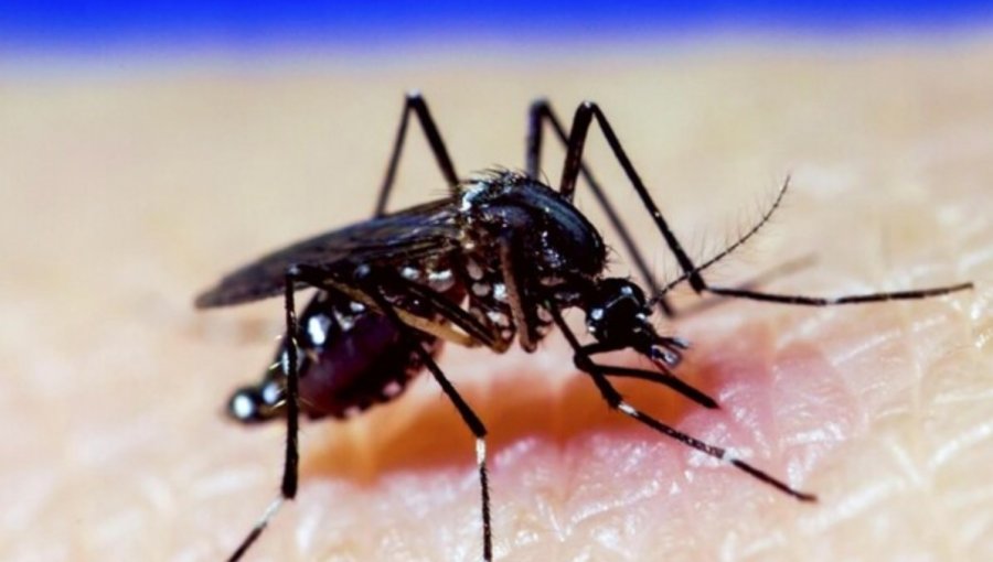 Decretan Alerta Amarilla para Los Andes por “múltiples focos” del mosquito transmisor del Dengue
