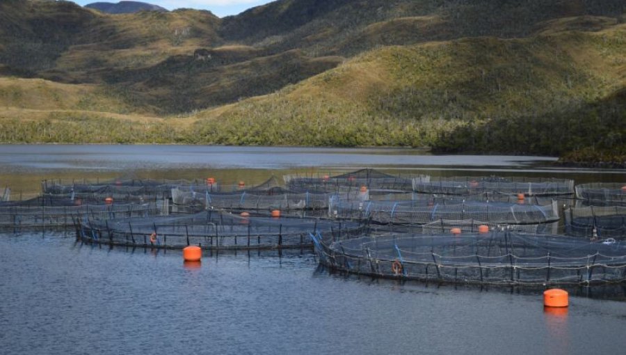 Industria salmonera manifiesta su molestia tras convenio entre el Servicio Nacional de Pesca y ONG Oceana