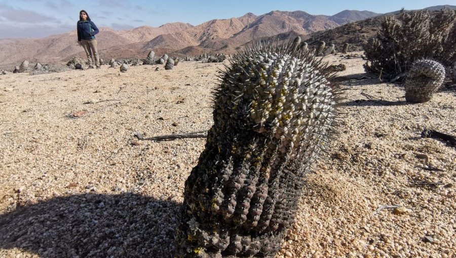 Solicitan extradición de italiano dedicado al contrabando de cactus desde Taltal: especies están avaluadas en un millón de dólares