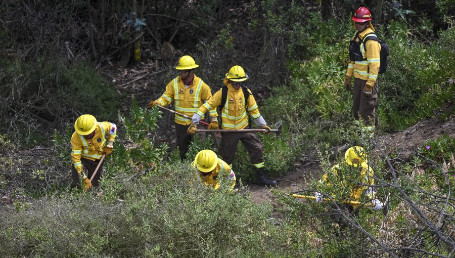 Tras daños por el megaincendio, Conaf reemplazará 70 mil pinos y eucaliptos por árboles nativos en Reserva Lago Peñuelas