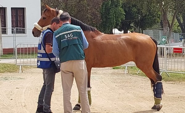 16 caballos fueron sacrificados por brote de anemia infecciosa equina en el Club Hípico de Santiago