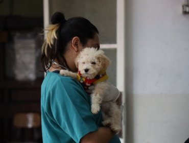 Nueva clínica veterinaria municipal porteña se ubicará en Avenida Brasil y tendrá principal enfoque en animales sin dueño