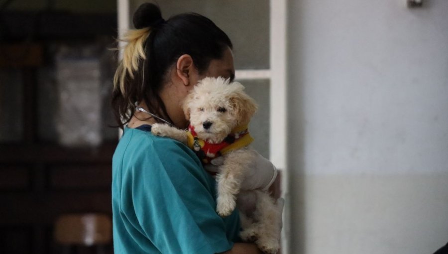 Nueva clínica veterinaria municipal porteña se ubicará en Avenida Brasil y tendrá principal enfoque en animales sin dueño