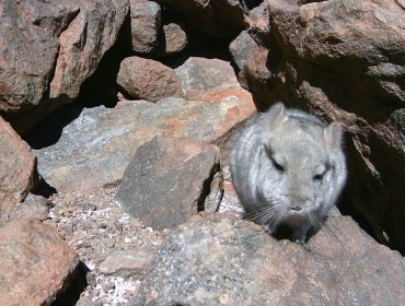 Superintendencia del Medio Ambiente ordena a minera detener labores en Atacama por posible presencia de chinchillas