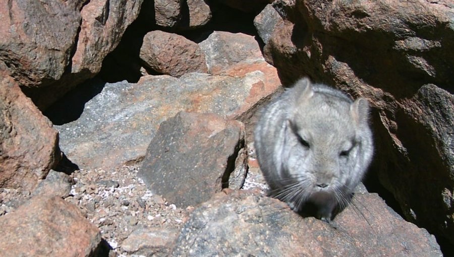 Superintendencia del Medio Ambiente ordena a minera detener labores en Atacama por posible presencia de chinchillas