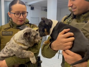 Capturan a autor de asaltos en Conchalí: Mantenía dos cachorros en su poder de los cuales no pudo acreditar su propiedad