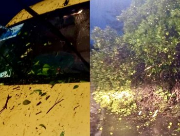 Árbol cae sobre un furgón escolar en Putaendo: vehículo iba sin niños a bordo