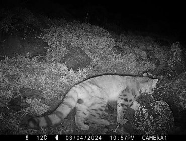 Cámaras captaron inéditas imágenes del “fantasma de Los Andes” en Yerba Loca