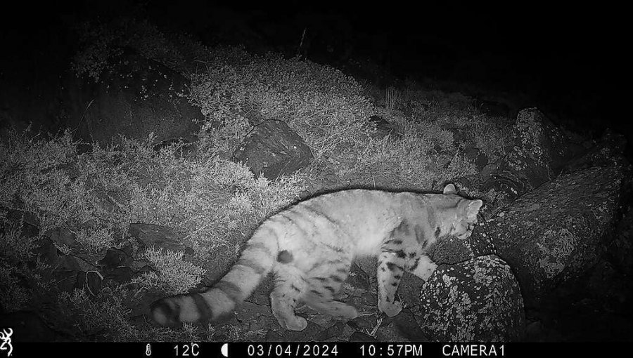 Cámaras captaron inéditas imágenes del “fantasma de Los Andes” en Yerba Loca