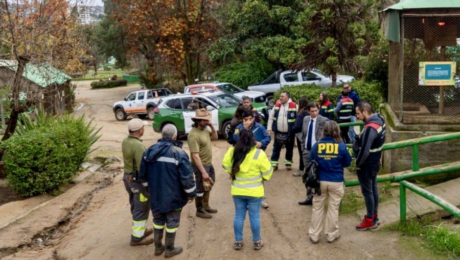 Una veintena de ciervos y dos pavos reales fueron hallados muertos en el ex Zoo de Quilpué: habrían sido atacados por perros