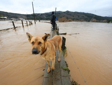 Alerta Roja en las provincias de Concepción y Arauco por riesgo de desborde de ríos