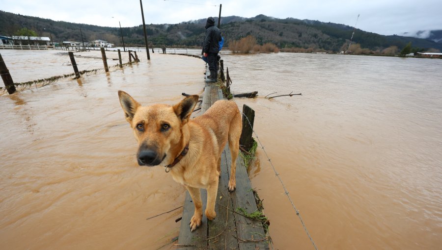 Alerta Roja en las provincias de Concepción y Arauco por riesgo de desborde de ríos