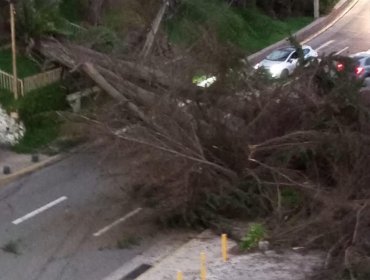 Caída de árbol suspende el tránsito en la Av. Borgoño a la altura de la Parroquia de Reñaca