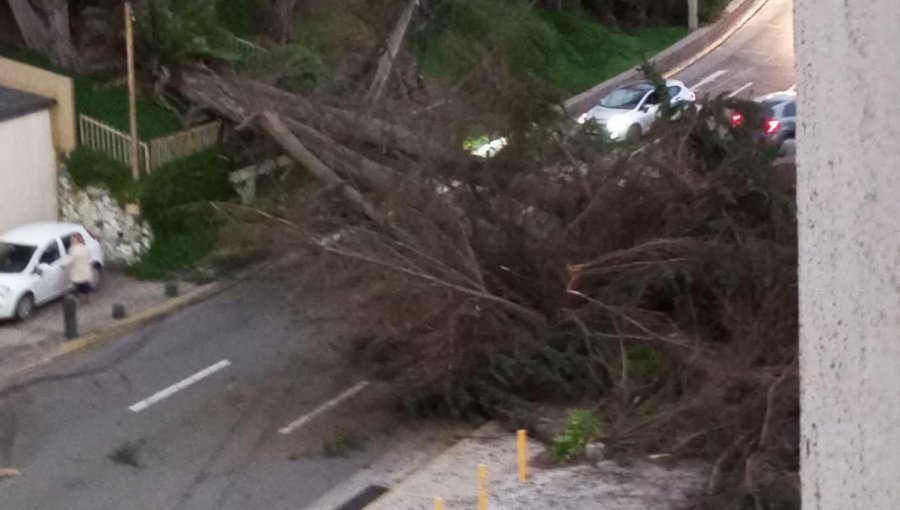 Caída de árbol suspende el tránsito en la Av. Borgoño a la altura de la Parroquia de Reñaca