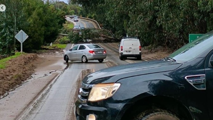 Ruta F-30 entre Concón y Quintero totalmente bloqueada por caída de al menos dos árboles