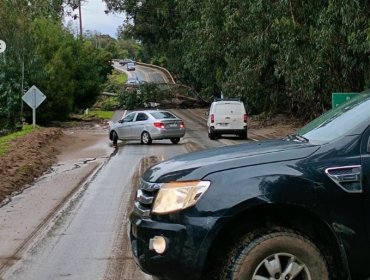 Ruta F-30 entre Concón y Quintero totalmente bloqueada por caída de al menos dos árboles