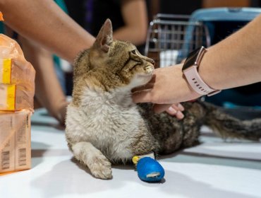 Más de 1.200 servicios veterinarios se han realizado a animales afectados por el megaincendio de febrero en Quilpué