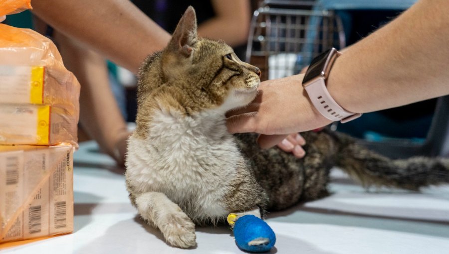 Más de 1.200 servicios veterinarios se han realizado a animales afectados por el megaincendio de febrero en Quilpué