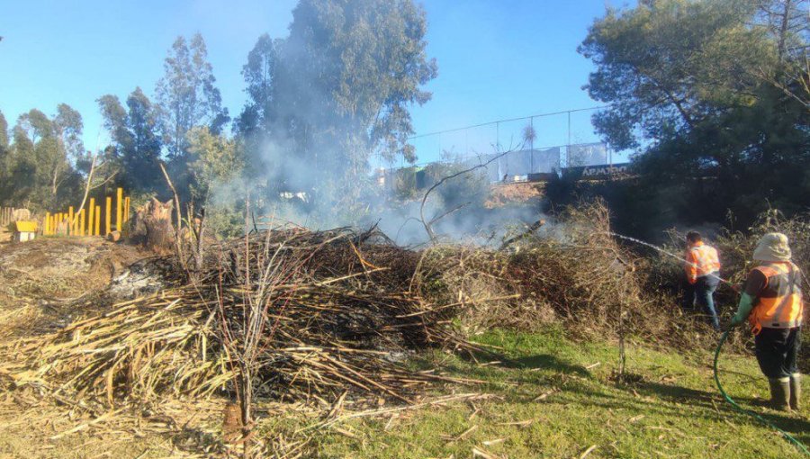 Municipio y Carabineros frenan peligrosa quema ilegal en sector alto de Viña del Mar