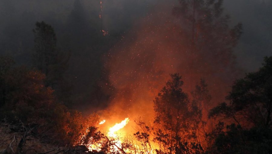 Incendios forestales en Alemania destruyeron una superficie equivalente a aproximadamente 1.771 campos de fútbol en 2023