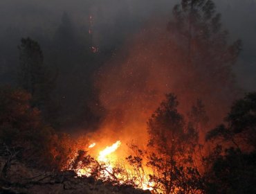 Incendios forestales en Alemania destruyeron una superficie equivalente a aproximadamente 1.771 campos de fútbol en 2023