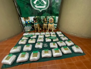 Perros policiales dieron un gran golpe al narcotráfico: detectaron droga avaluada en $390 millones en ruta 5 Norte de Hijuelas