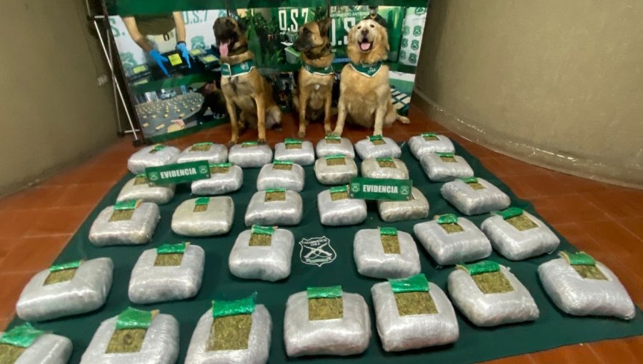 Perros policiales dieron un gran golpe al narcotráfico: detectaron droga avaluada en $390 millones en ruta 5 Norte de Hijuelas