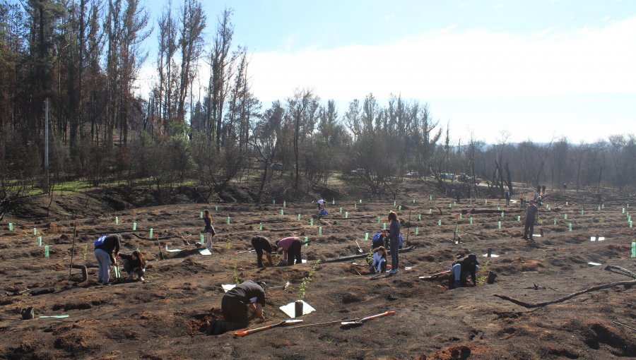 Reforestan con 200 árboles nativos área afectada por el megaincendio en la Reserva Nacional Lago Peñuelas