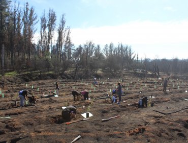 Reforestan con 200 árboles nativos área afectada por el megaincendio en la Reserva Nacional Lago Peñuelas