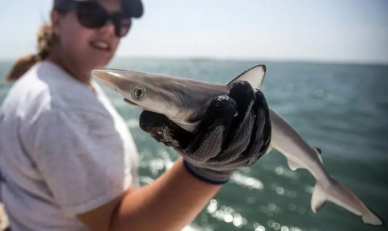 Investigadores brasileños detectan que tiburones frente a las costas de Río de Janeiro dieron positivo a cocaína