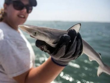 Investigadores brasileños detectan que tiburones frente a las costas de Río de Janeiro dieron positivo a cocaína