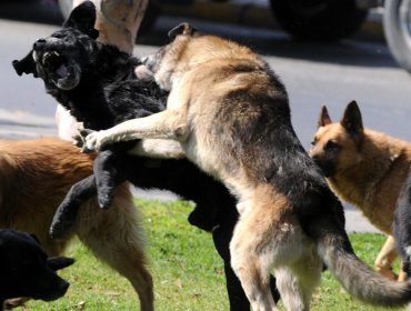 Mujer resultó gravemente herida tras brutal ataque de perros en San Antonio: "Pensé que me iban a matar en la calle"