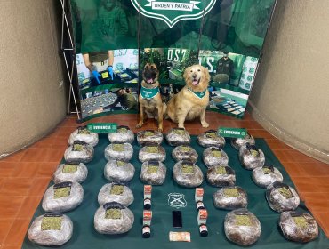 El OS7 de Valparaíso incauta más de 30 kilos de marihuana y ketamina en ruta a Santiago: droga fue avaluada en $300 millones