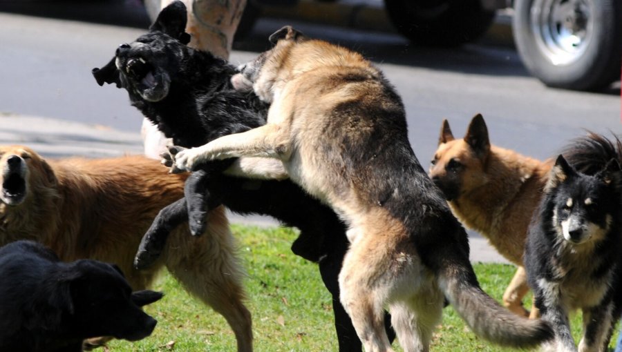 Mujer resultó gravemente herida tras brutal ataque de perros en San Antonio: "Pensé que me iban a matar en la calle"