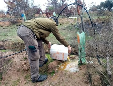 Aplican microorganismos endémicos para restaurar el suelo del Jardín Botánico de Viña del Mar