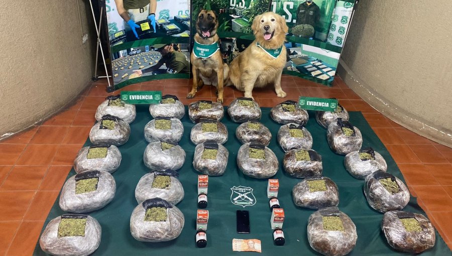 El OS7 de Valparaíso incauta más de 30 kilos de marihuana y ketamina en ruta a Santiago: droga fue avaluada en $300 millones