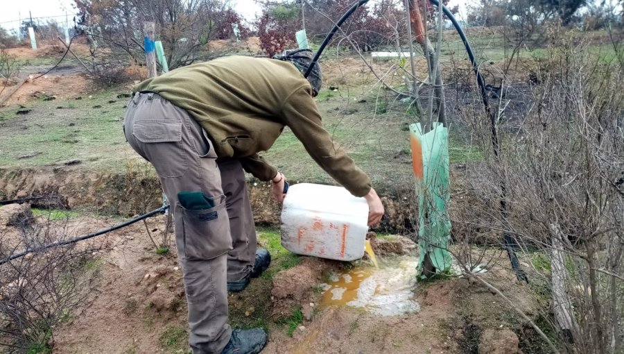 Aplican microorganismos endémicos para restaurar el suelo del Jardín Botánico de Viña del Mar