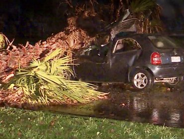 Caída de palmera sobre un auto dejó un fallecido y dos lesionados en Estación Central